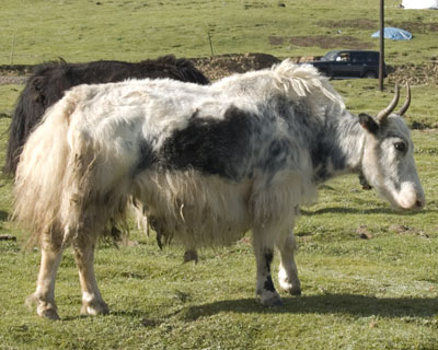 white yak cow in Tibet